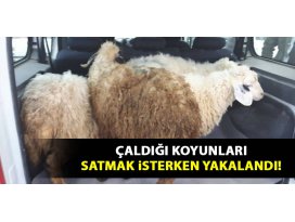 Çaldığı koyunları satmak isterken yakalandı