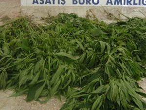 Ereğlide Hint keneviri ele geçirildi