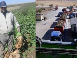 Şeker pancarı üreticisi iyi fiyat bekliyor