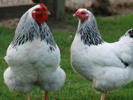 Konya Yumurta tavuğu sayısında ikinci oldu