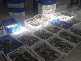 Balık fabrikalarında denetim
