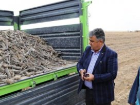 Ereğli’de patentli siyah havuç hasat zamanı