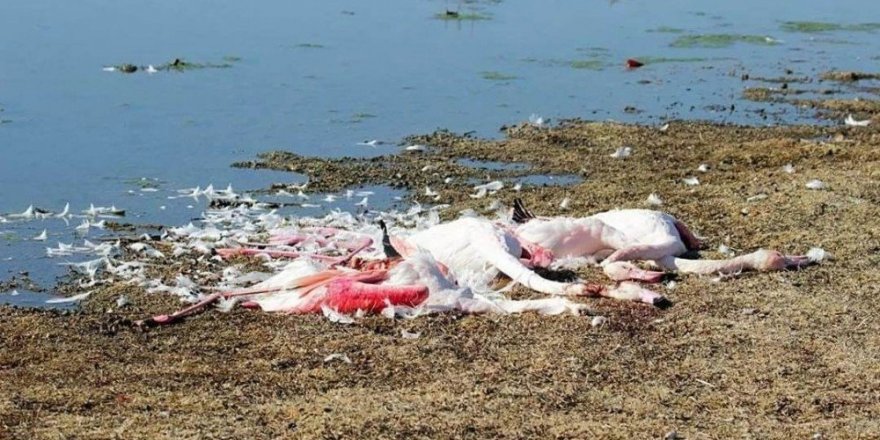 Ereğli Akgöl’de flamingolar vurulmuş ve parçalanmış halde bulundu