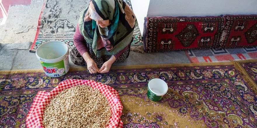 Antep fıstığını Konyada üretip Gaziantepe satıyorlar
