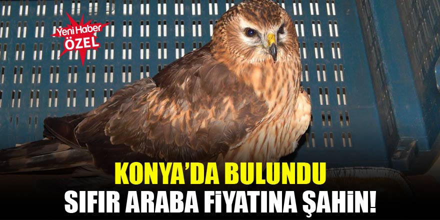 Konyada bulundu! Sıfır araba fiyatına şahin