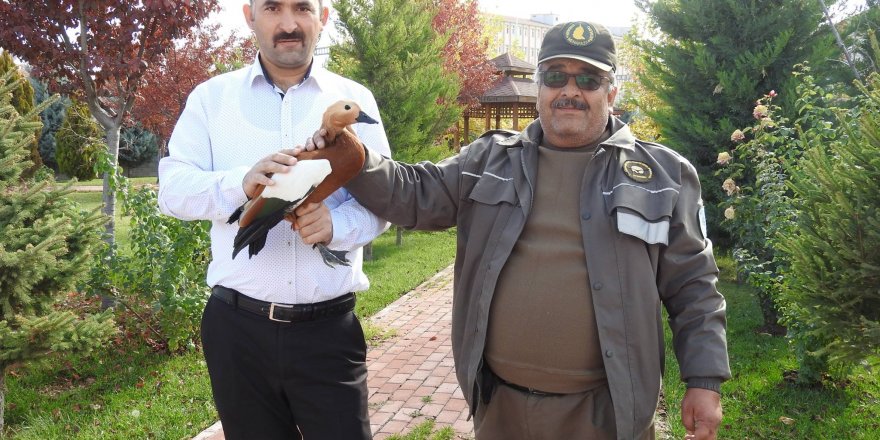 Yaralı angut kuşu koruma altına alındı
