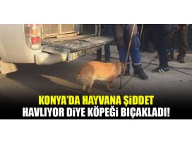 Konyada hayvana şiddet! Havlıyor diye köpeği bıçakladı