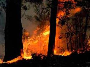 Bodrumda orman yangını