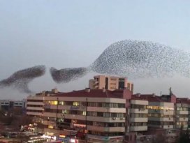 Konya semalarında sığırcık kuşlarının müthiş dansı