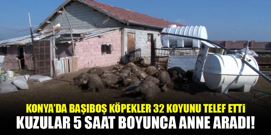 Konyada başıboş köpekler 32 koyunu telef etti