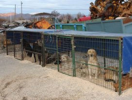 Seydişehir Belediyesinden, sokak köpeklerine mobil kısırlaştırma